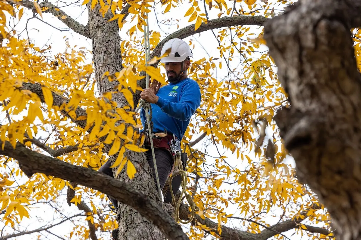 Skilled Tree Pruning crew working in Union City