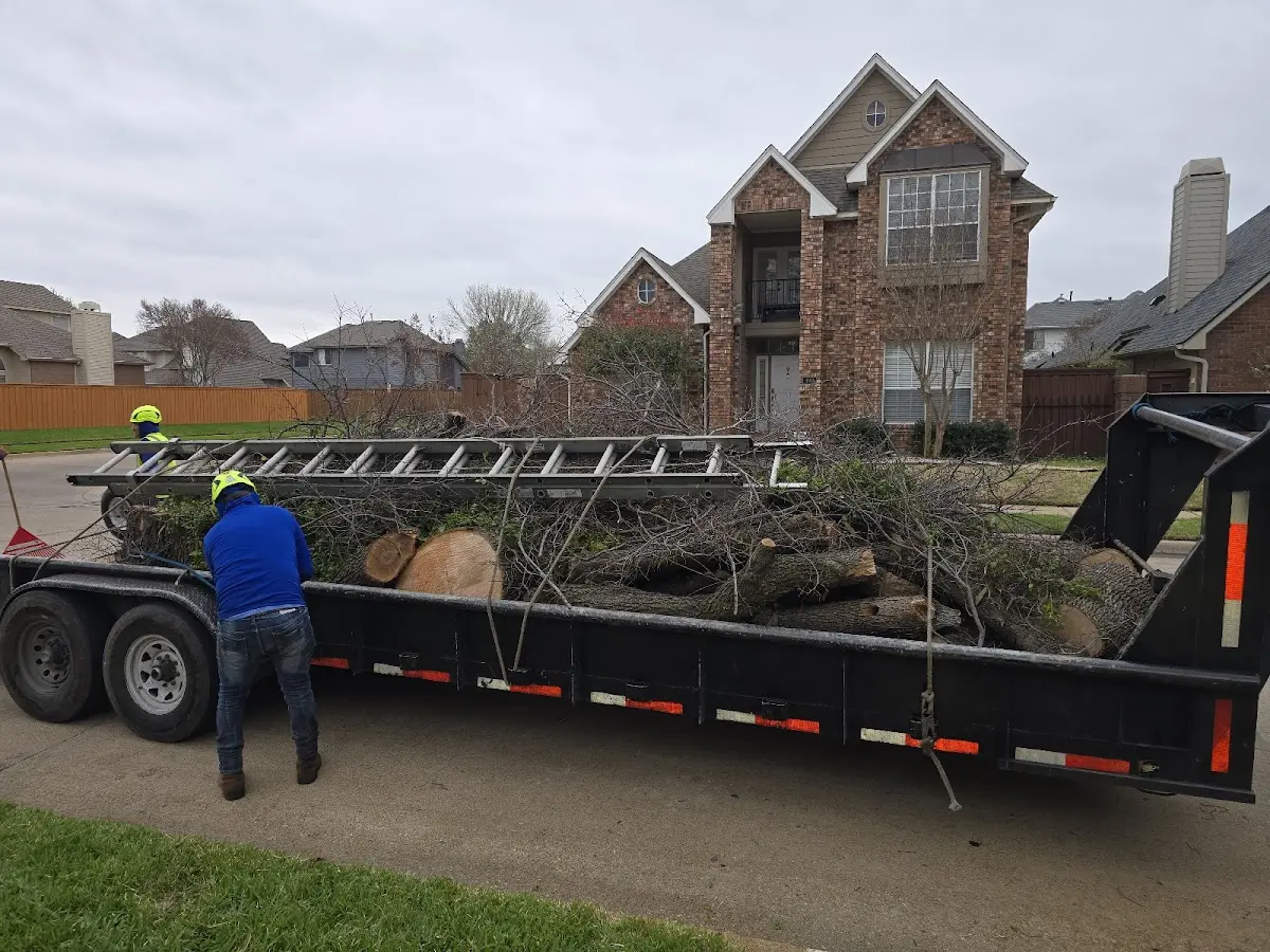 Expert Tree Pest Control with proper safety equipment in Union City